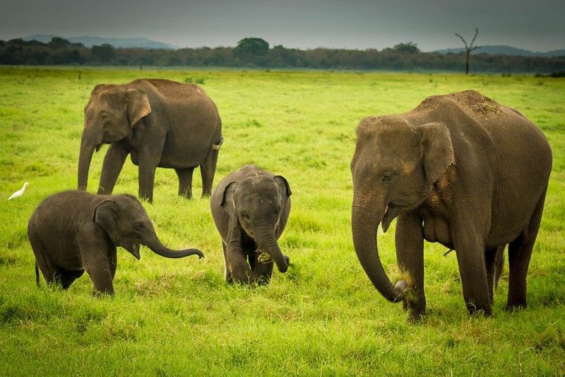 BIG Five Sri Lanka | Pickmyjourneys.com