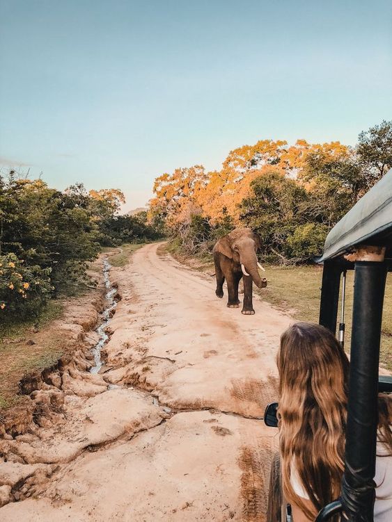 Road Trip - Sri Lanka | Pickmyjourneys.com